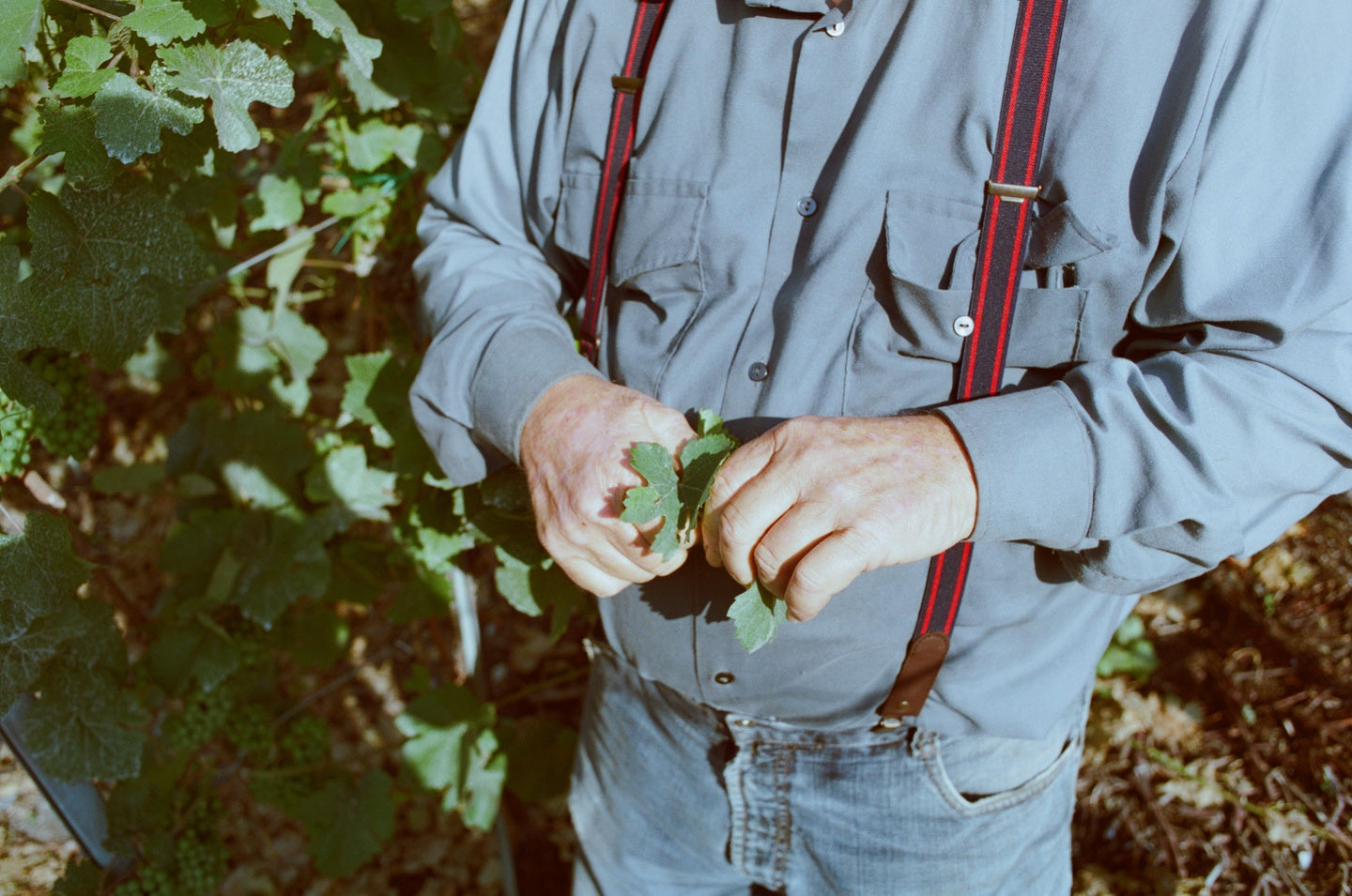 Aldo mit Hosenträgern und einem Weinblatt in den Händen