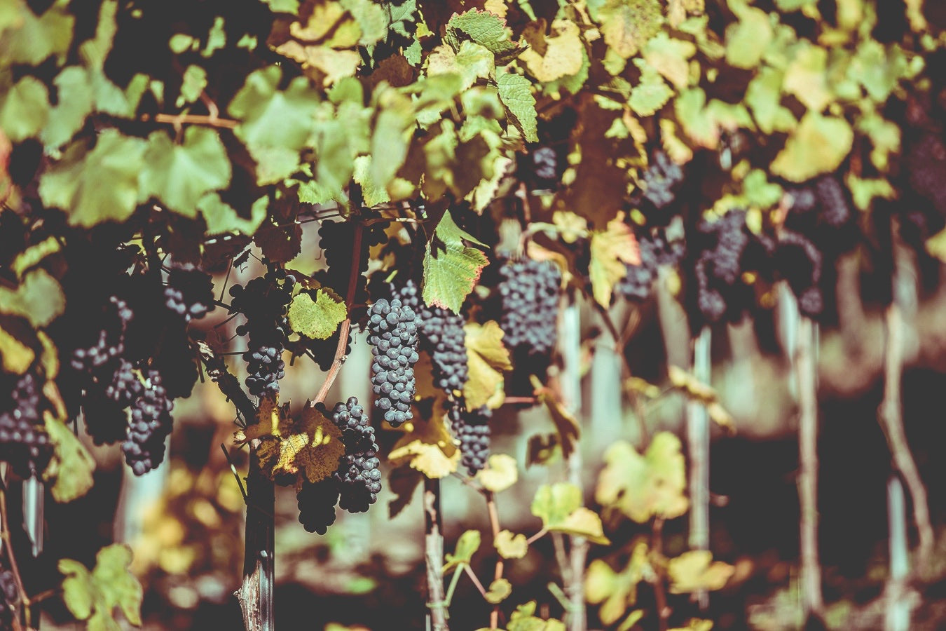 Schöne hängende Weintrauben in Salgesch