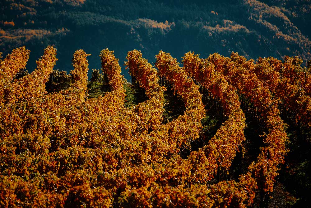 Rebberg im Herbst in Salgesch