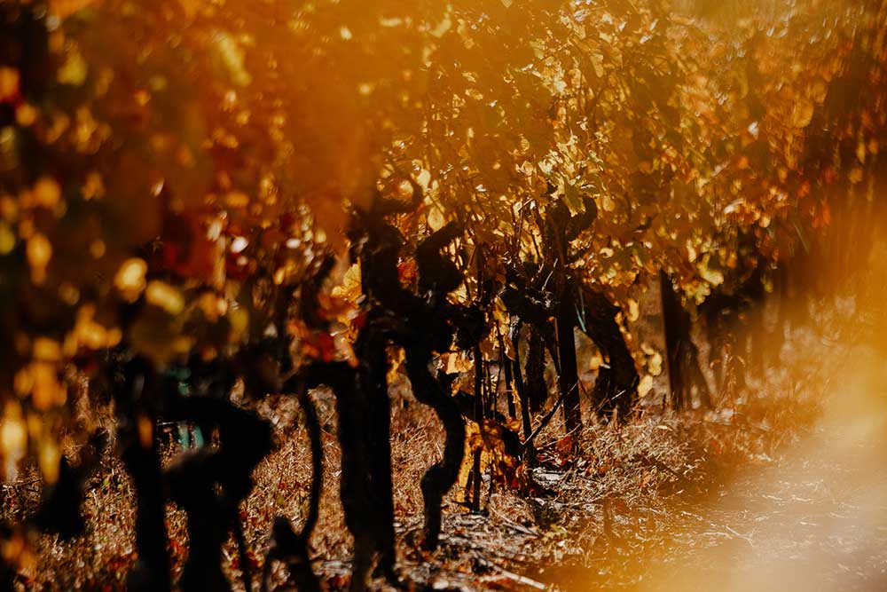 Reben mit herbstlich goldenen Blättern in Salgesch
