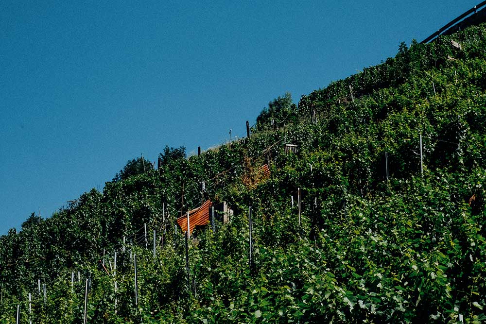 Rebberge in steilen Hängen in Staldenried