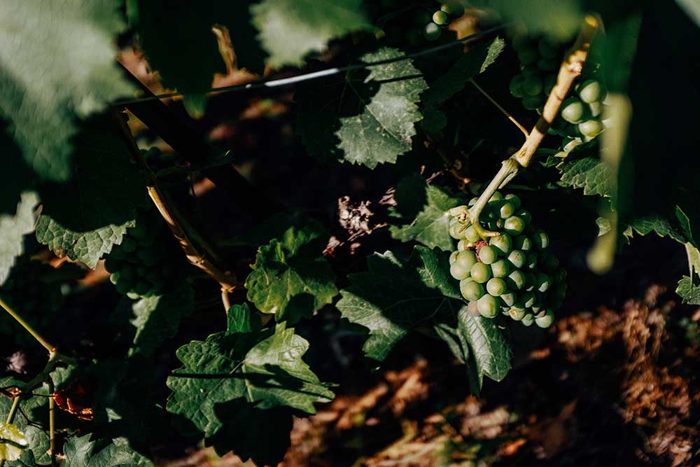 Bald ist auch in Staldenried Wein-Erntezeit
