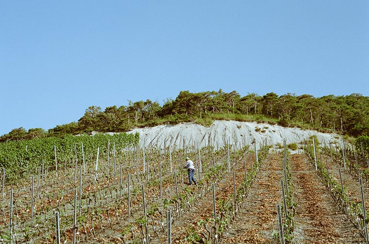 Alice im Rebberg von jungen gepfropften Reben in Miège